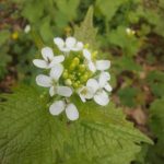 Alliaire officinale 2