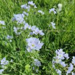Cardamine des orès