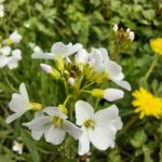 Cardamine des près 3