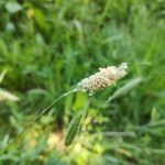 Flouve odorante 2