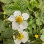 Fraise des bois 1