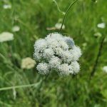 Oenanthe