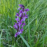 Orchis mâle
