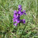 Orchis mâle 2
