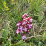 Orchis pourpre 1