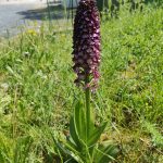 Orchis pourpre 6