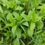 Saponaire officinale