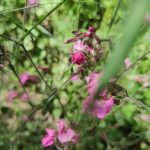 Silène à fleurs penchées